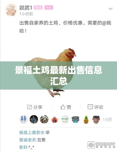 景福土鸡最新出售信息汇总