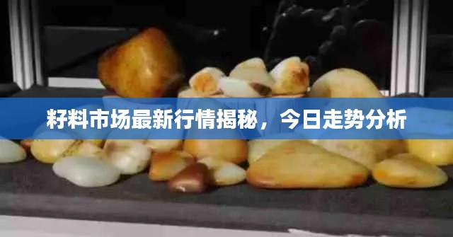 籽料市场最新行情揭秘，今日走势分析