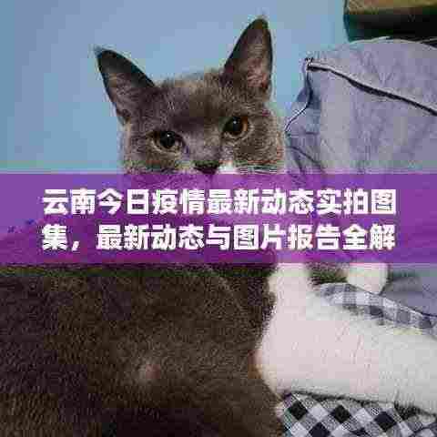 云南今日疫情最新动态实拍图集,最新动态与图片报告全解析