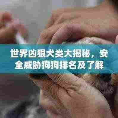 世界凶狠犬类大揭秘，安全威胁狗狗排名及了解