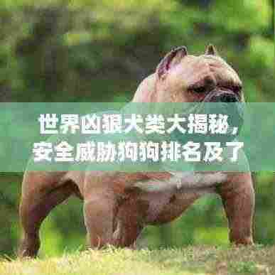 世界凶狠犬类大揭秘,安全威胁狗狗排名及了解