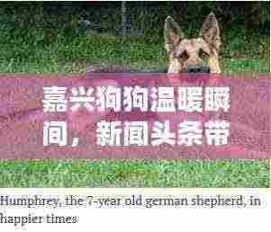 嘉兴狗狗温暖瞬间,新闻头条带你感受萌宠温情时刻