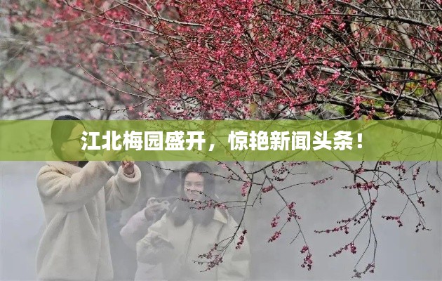 江北梅园盛开,惊艳新闻头条!