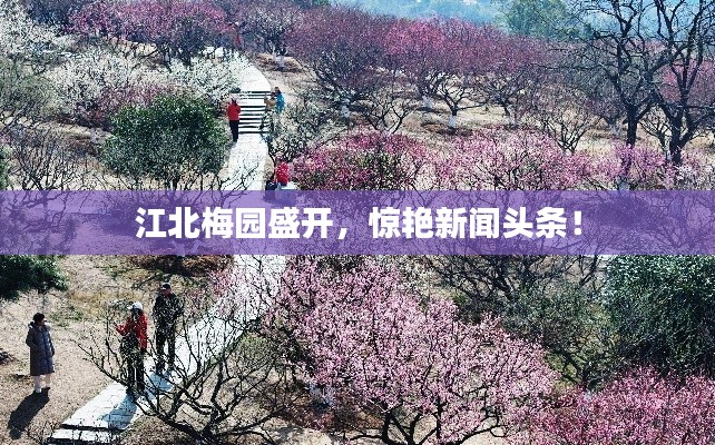 江北梅园盛开,惊艳新闻头条!