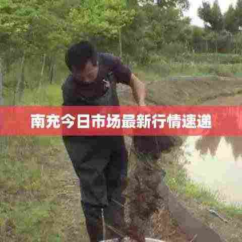 南充今日市场最新行情速递