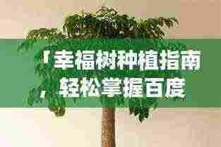 「幸福树种植指南,轻松掌握百度收录秘籍」