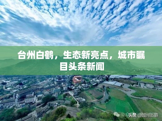 台州白鹤，生态新亮点，城市瞩目头条新闻