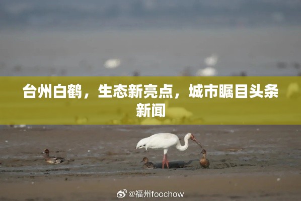 台州白鹤,生态新亮点,城市瞩目头条新闻