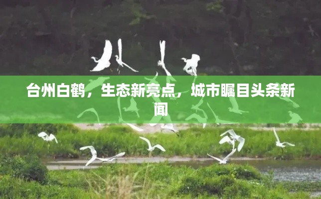 台州白鹤,生态新亮点,城市瞩目头条新闻