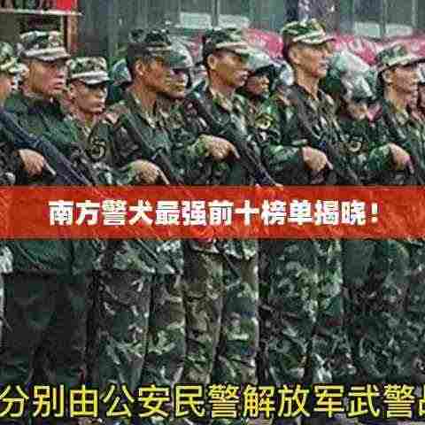 南方警犬最强前十榜单揭晓!