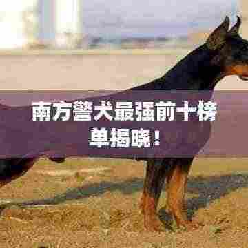 南方警犬最强前十榜单揭晓!