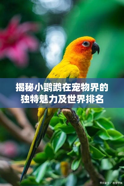 揭秘小鹦鹉在宠物界的独特魅力及世界排名