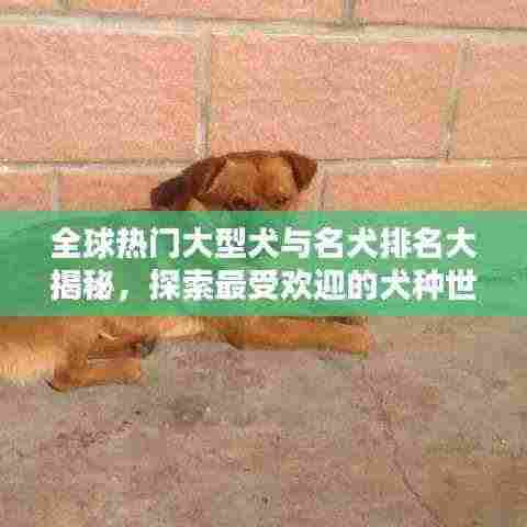 全球热门大型犬与名犬排名大揭秘,探索最受欢迎的犬种世界