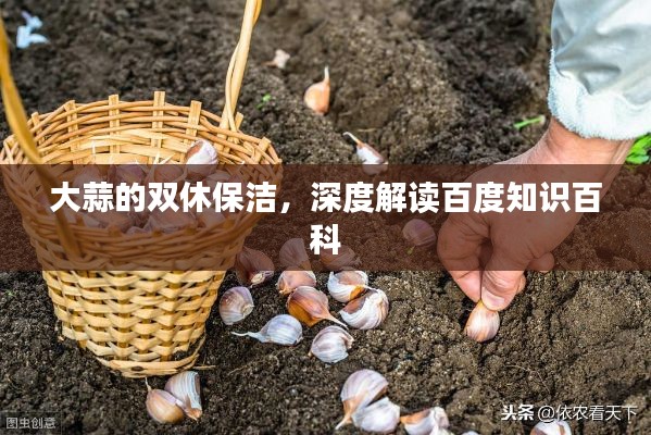 大蒜的双休保洁,深度解读百度知识百科