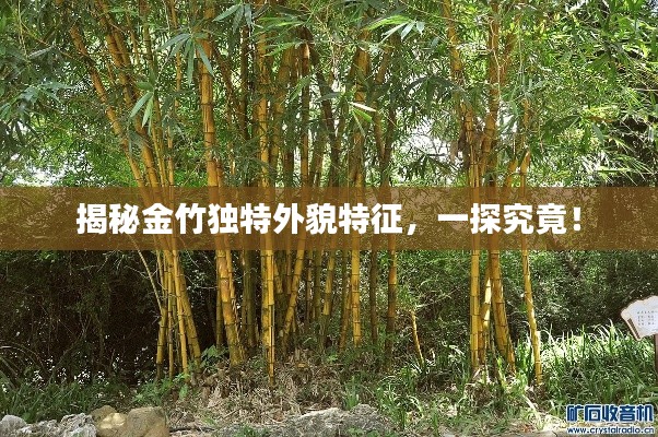 揭秘金竹独特外貌特征,一探究竟!