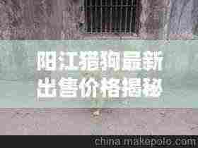 阳江猎狗最新出售价格揭秘