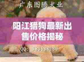 阳江猎狗最新出售价格揭秘