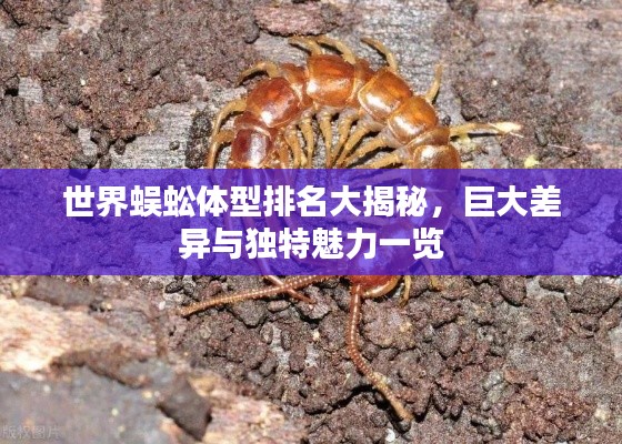 世界蜈蚣体型排名大揭秘,巨大差异与独特魅力一览