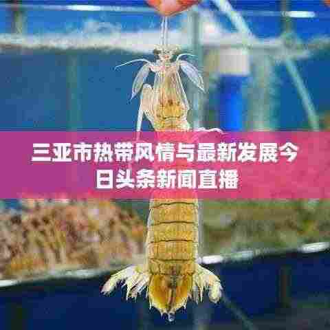 三亚市热带风情与最新发展今日头条新闻直播