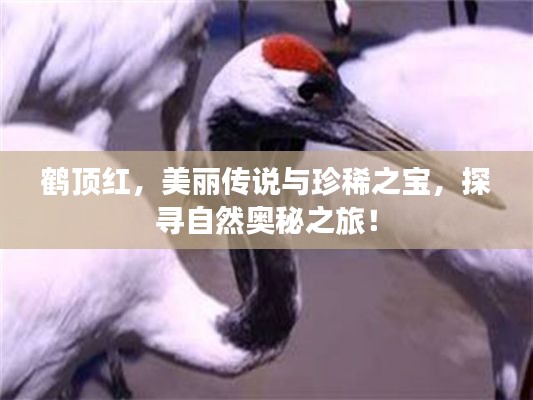 鹤顶红,美丽传说与珍稀之宝,探寻自然奥秘之旅!
