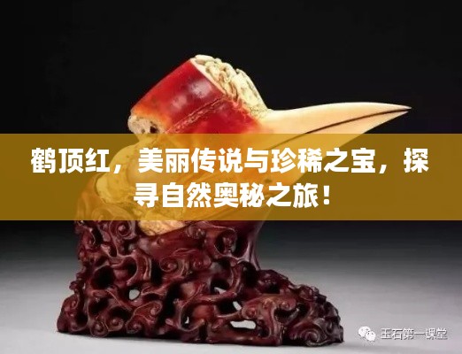 鹤顶红,美丽传说与珍稀之宝,探寻自然奥秘之旅!