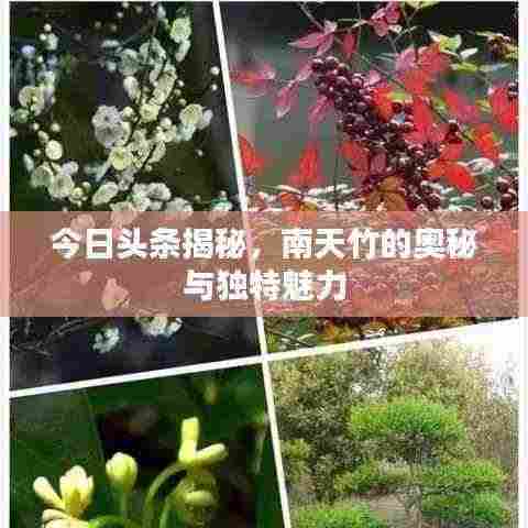 今日头条揭秘，南天竹的奥秘与独特魅力