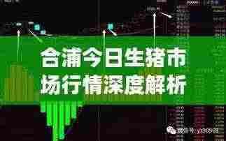 合浦今日生猪市场行情深度解析