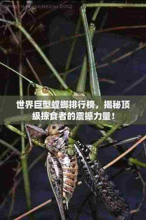 世界巨型螳螂排行榜，揭秘顶级掠食者的震撼力量！