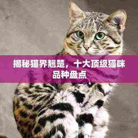 揭秘猫界翘楚,十大顶级猫咪品种盘点