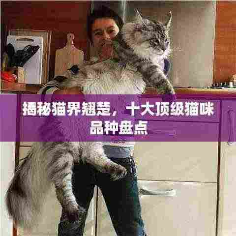 揭秘猫界翘楚,十大顶级猫咪品种盘点