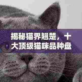 揭秘猫界翘楚,十大顶级猫咪品种盘点