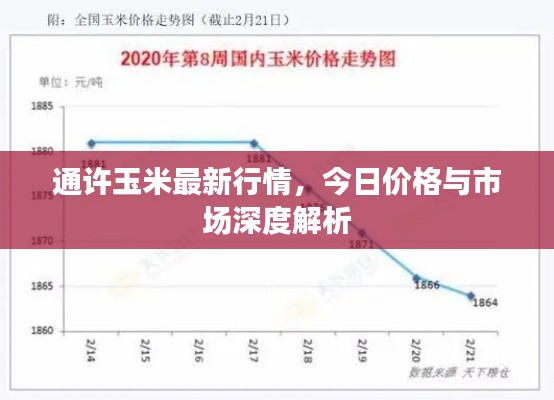 通许玉米最新行情，今日价格与市场深度解析