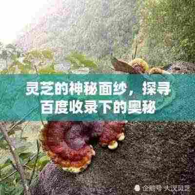 灵芝的神秘面纱，探寻百度收录下的奥秘