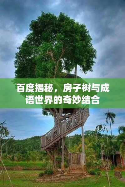 百度揭秘,房子树与成语世界的奇妙结合