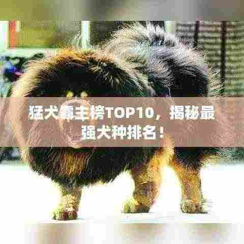 猛犬霸主榜TOP10，揭秘最强犬种排名！