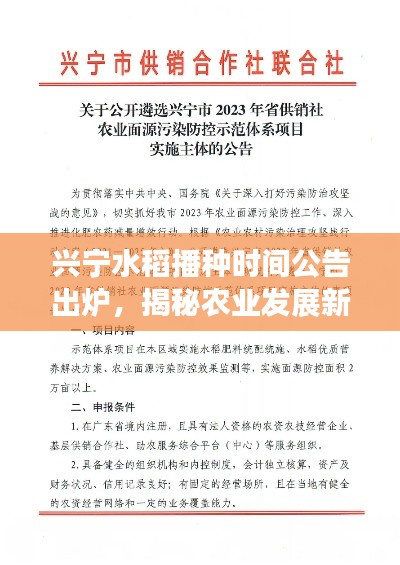 兴宁水稻播种时间公告出炉,揭秘农业发展新动向