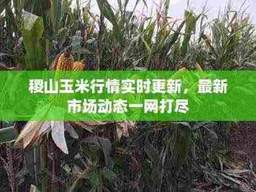 稷山玉米行情实时更新,最新市场动态一网打尽