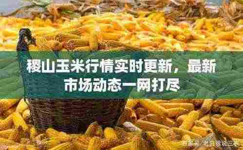 稷山玉米行情实时更新,最新市场动态一网打尽