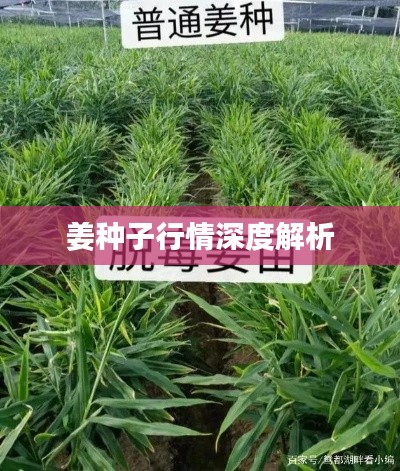 姜种子行情深度解析