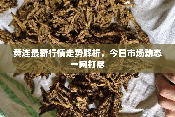 黄连最新行情走势解析,今日市场动态一网打尽
