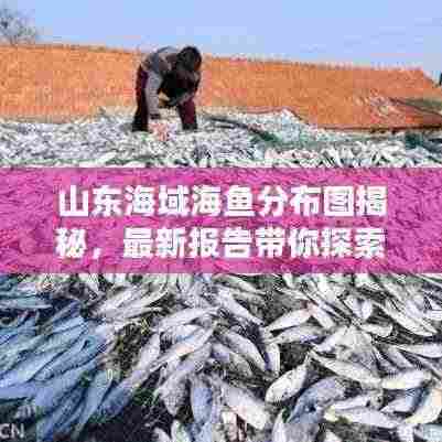 山东海域海鱼分布图揭秘,最新报告带你探索海洋宝藏