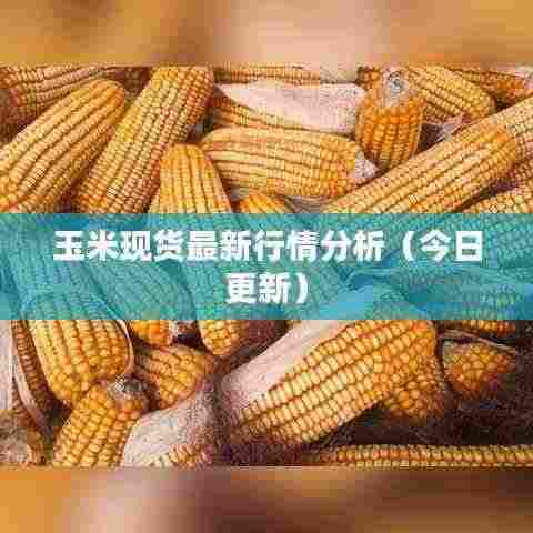 玉米现货最新行情分析(今日更新)