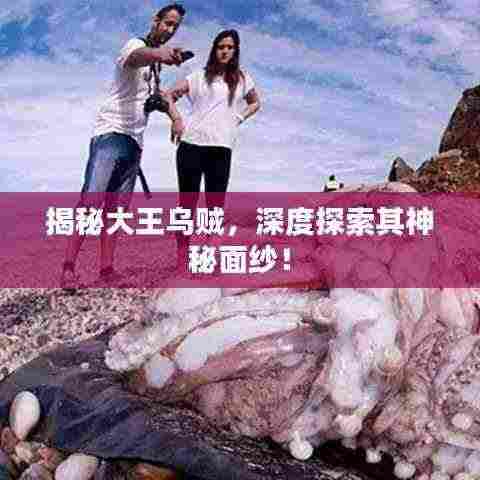 揭秘大王乌贼,深度探索其神秘面纱!