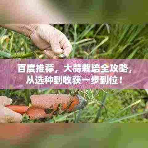 百度推荐,大蒜栽培全攻略,从选种到收获一步到位!