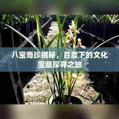 八宝奇珍揭秘,百度下的文化宝藏探寻之旅