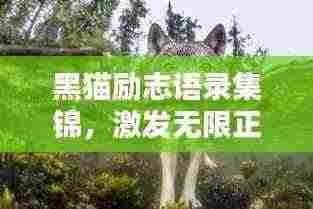 黑猫励志语录集锦,激发无限正能量!