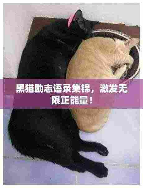 黑猫励志语录集锦,激发无限正能量!