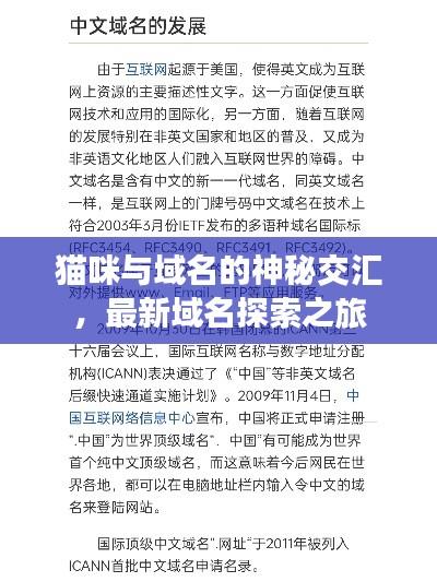 猫咪与域名的神秘交汇，最新域名探索之旅