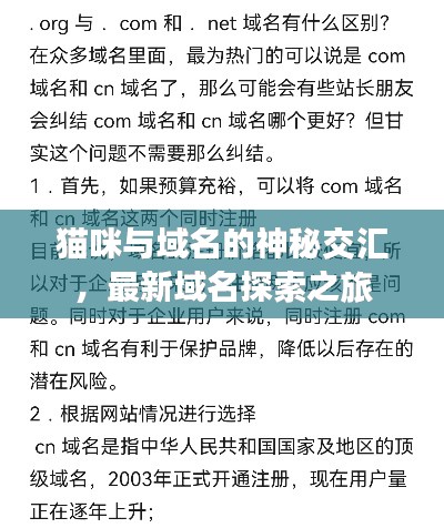 猫咪与域名的神秘交汇,最新域名探索之旅