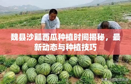 魏县沙瓤西瓜种植时间揭秘，最新动态与种植技巧